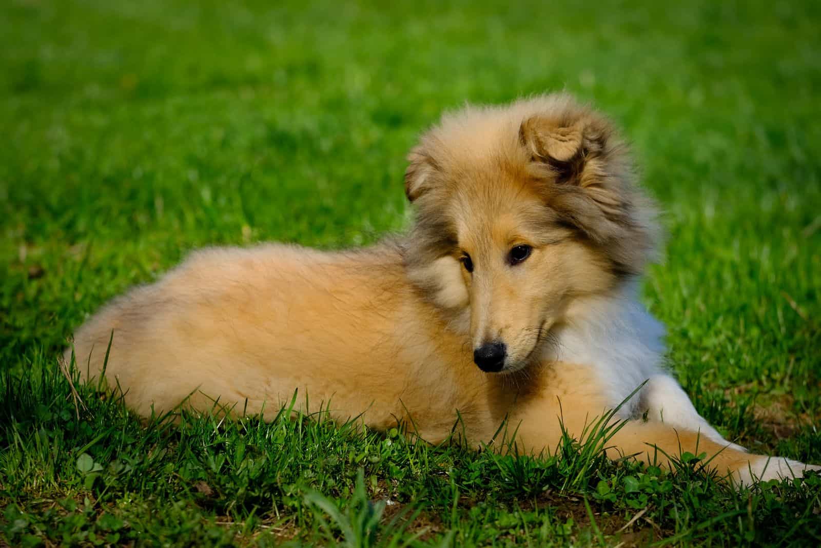 Rough Collie puppy lies on the grass