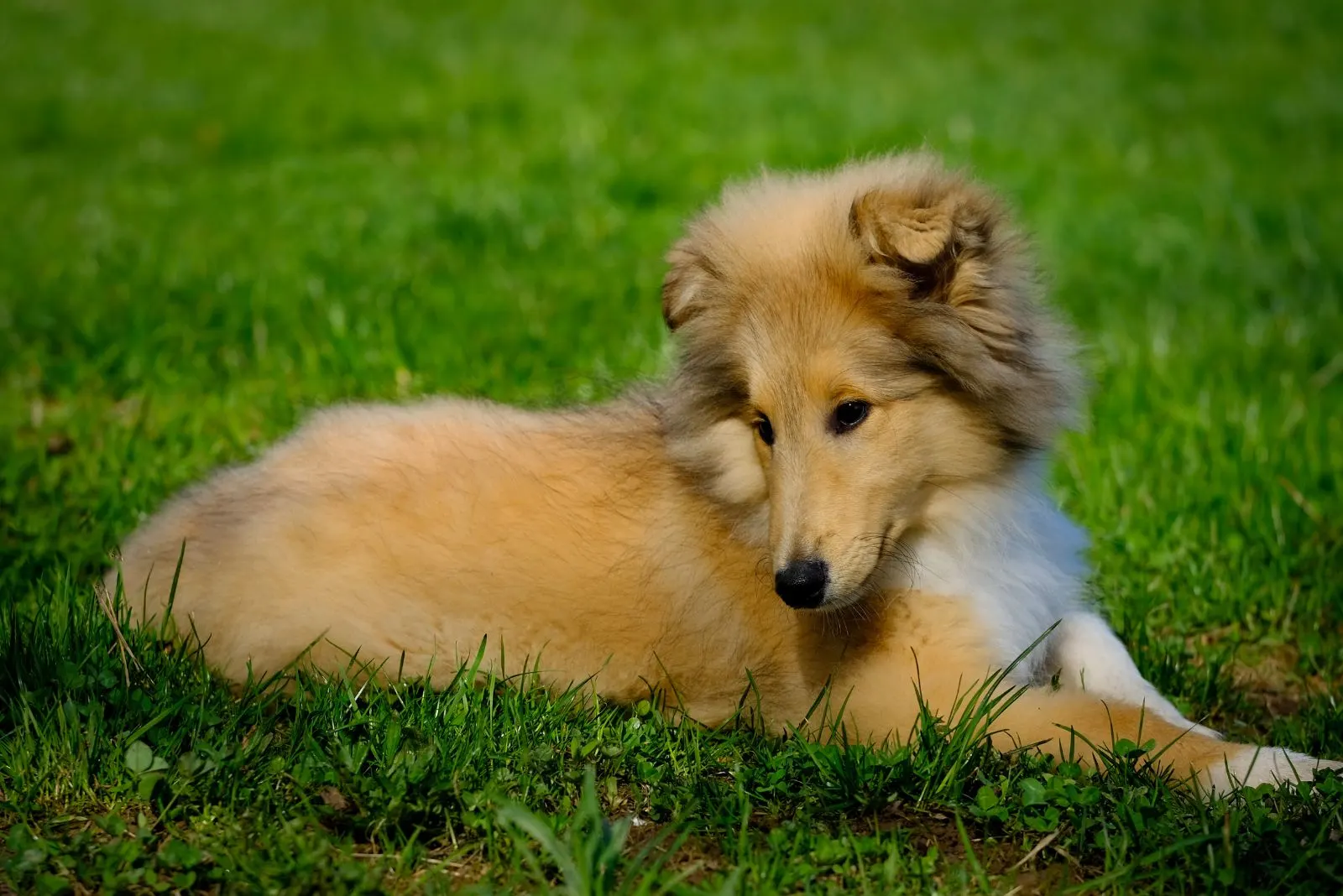Rough Collie puppy lies on the grass