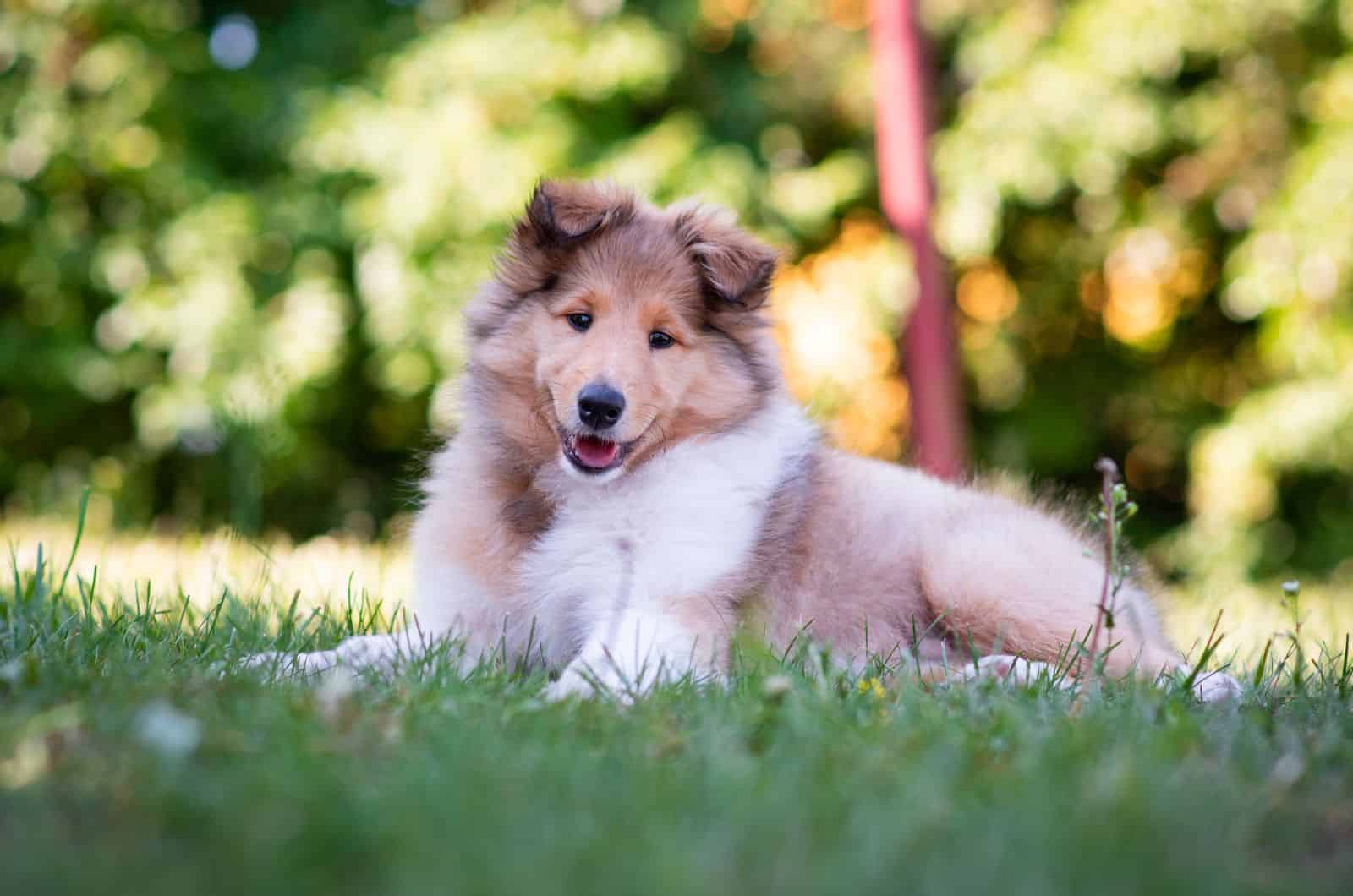 Rough Collie puppy sitting on grass