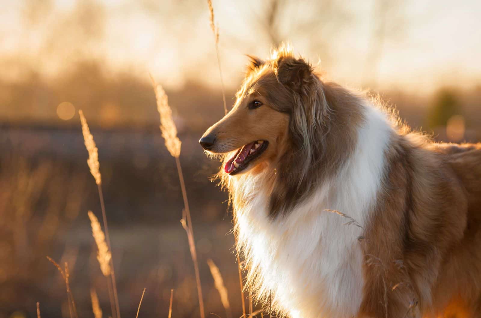 Rough Collie standing in field