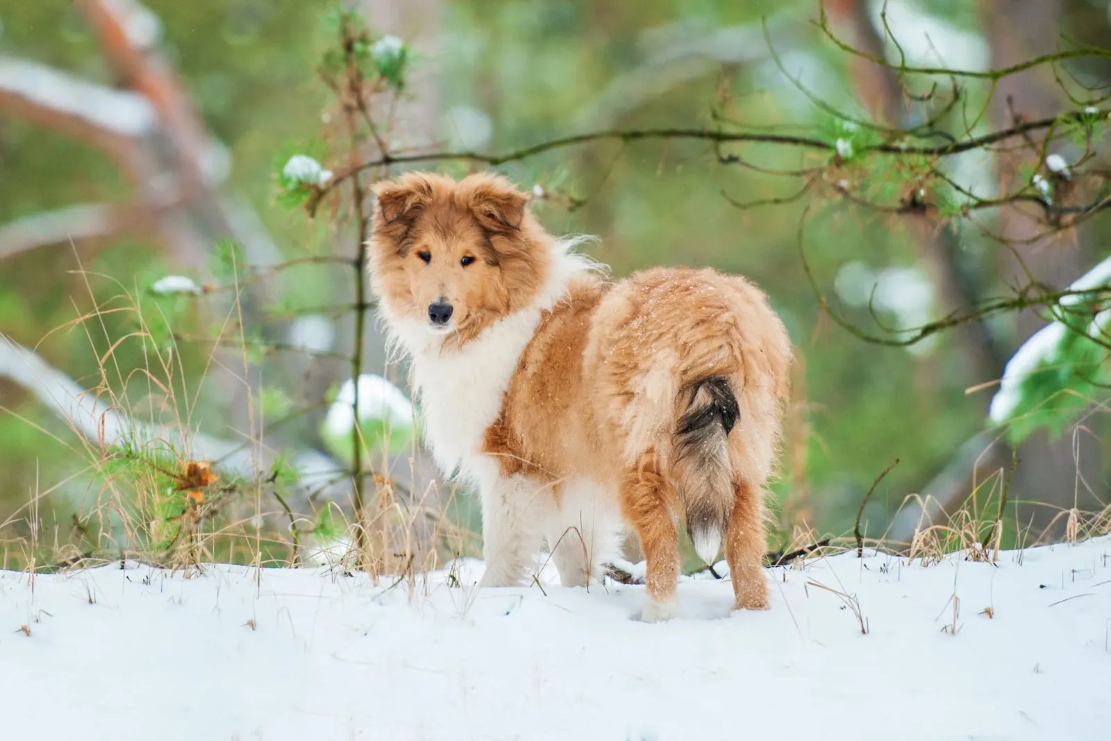 Rough Collie standing on snow