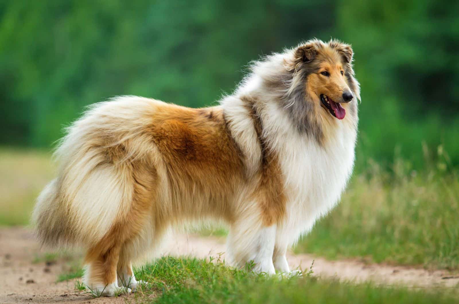 Rough Collie standing outside