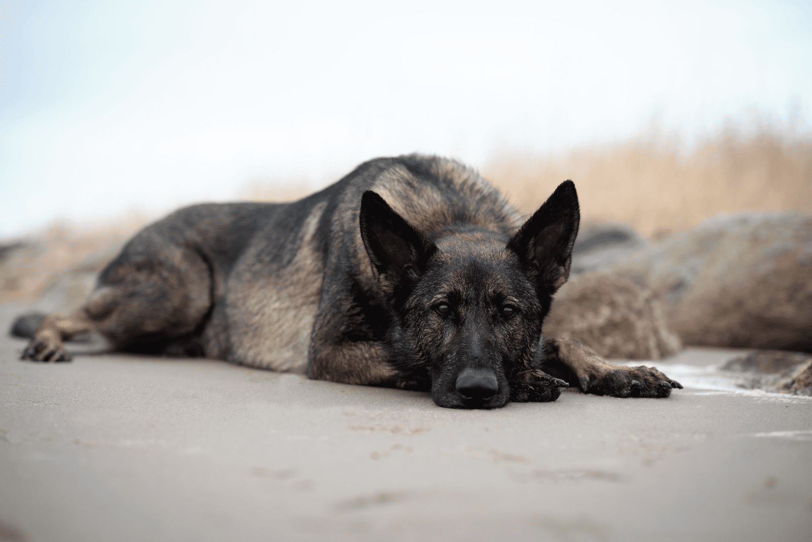 Sable German Shepherd lying down and resting