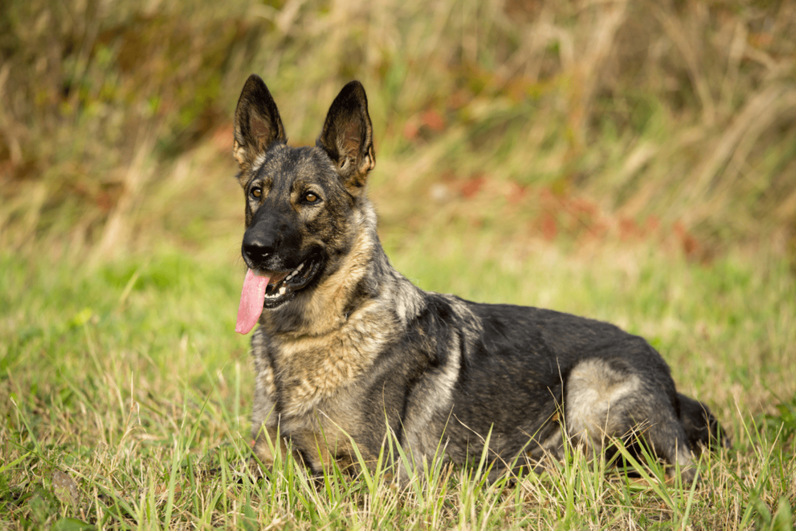 Sable German Shepherd lying in field