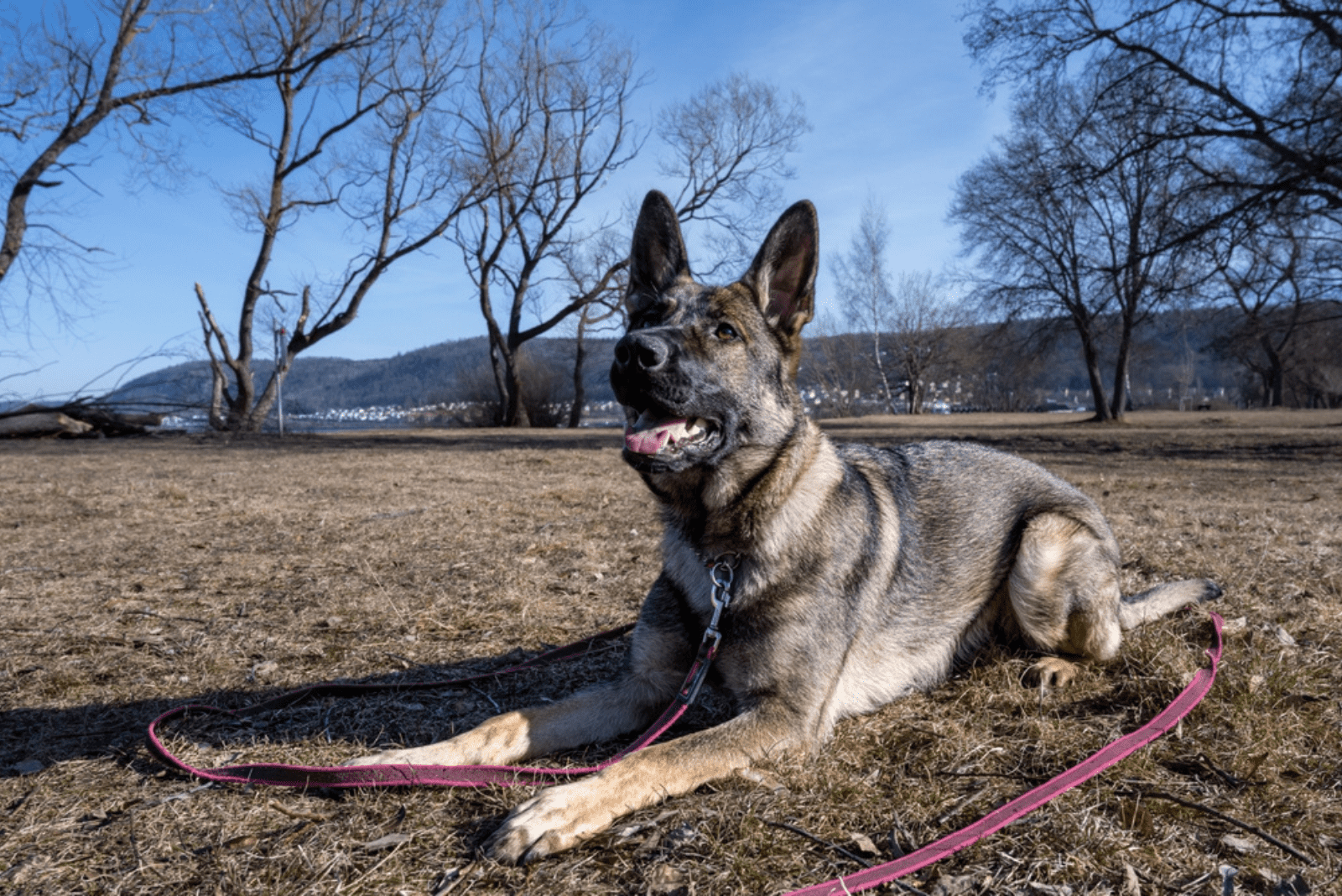 Sable German Shepherd lying on the grass and looking up