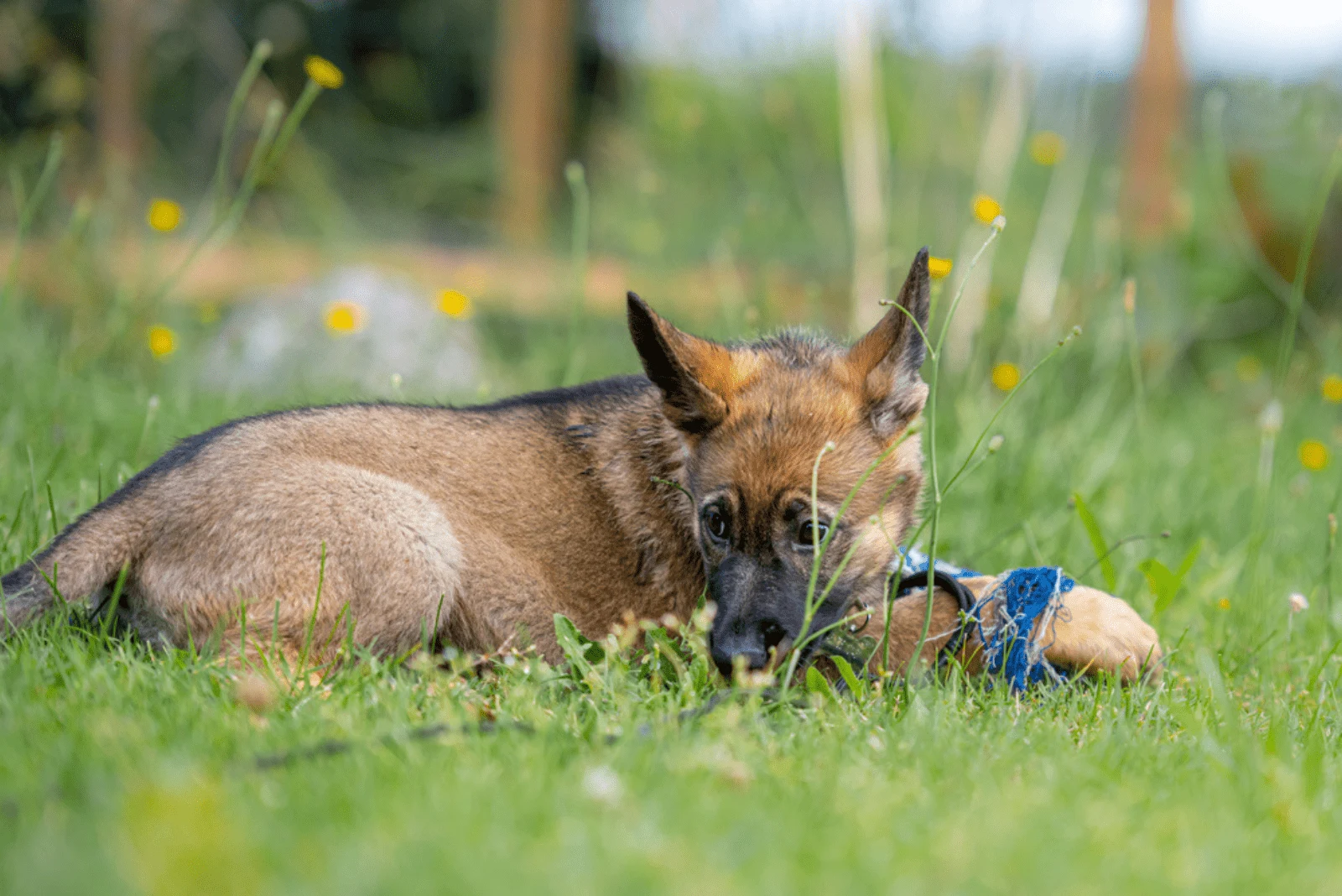 Sable German Shepherd puppy enjoying the green grass
