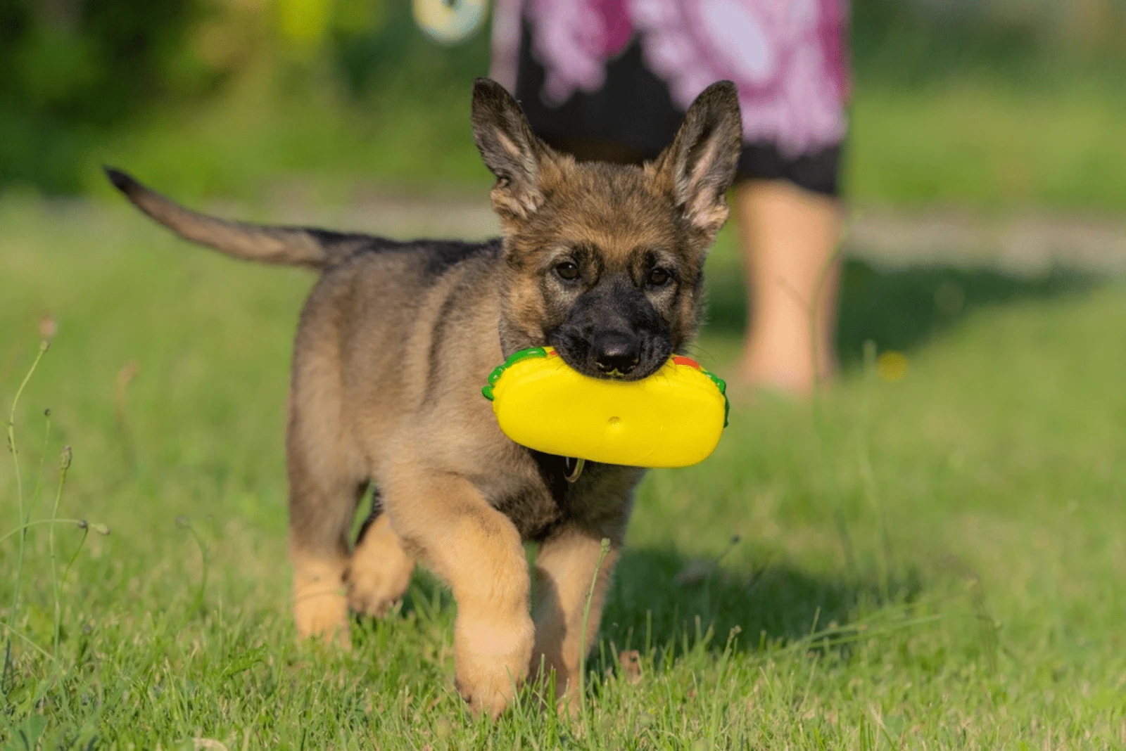 Sable German Shepherd runs across the field with a toy in its mouth