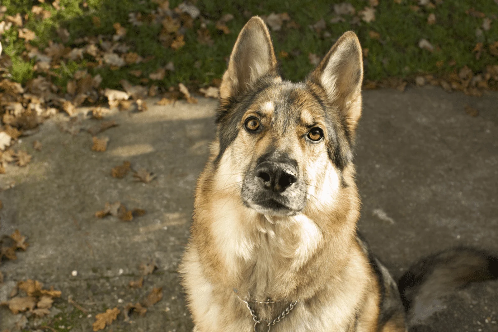 Sable German Shepherd sits sadly and looks at the camera