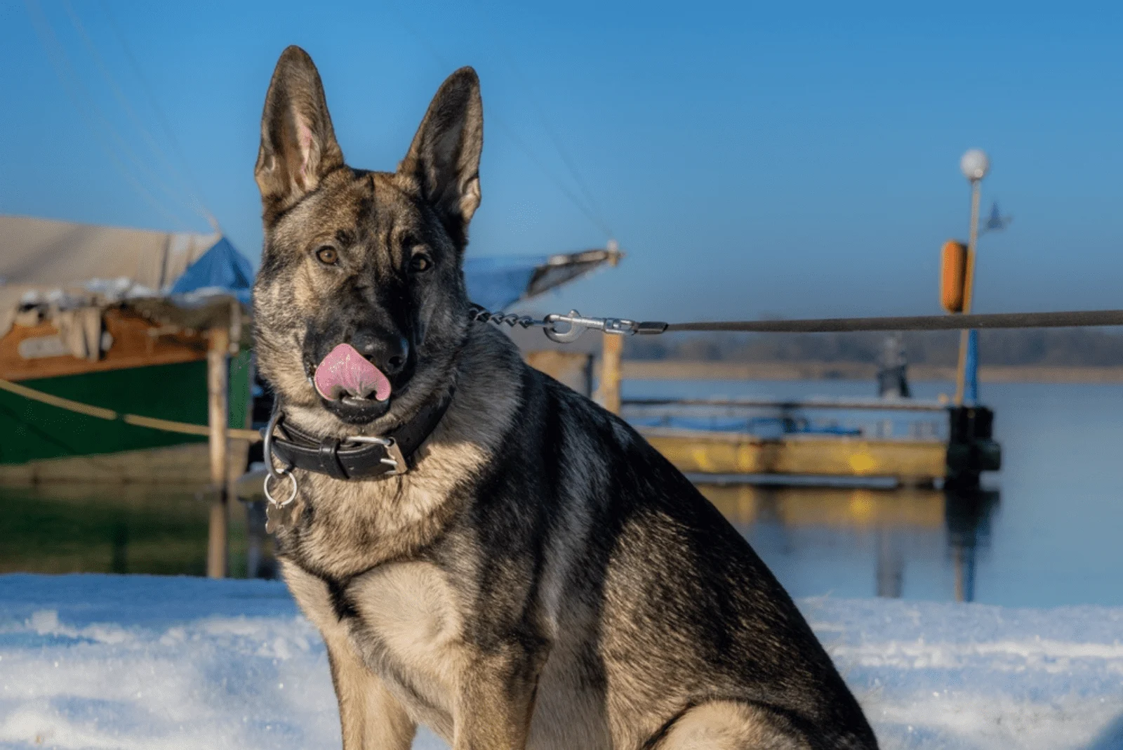 Sable German Shepherd sitting and looking at camera with tongue out