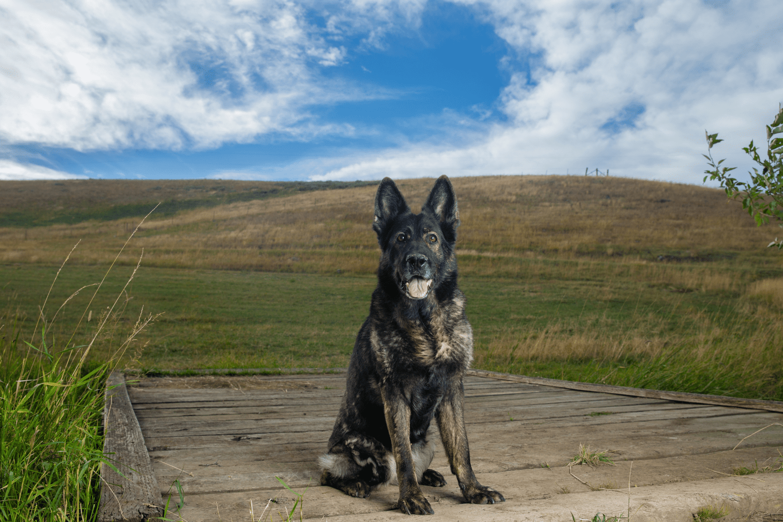 Sable German Shepherd sitting on a wooden base
