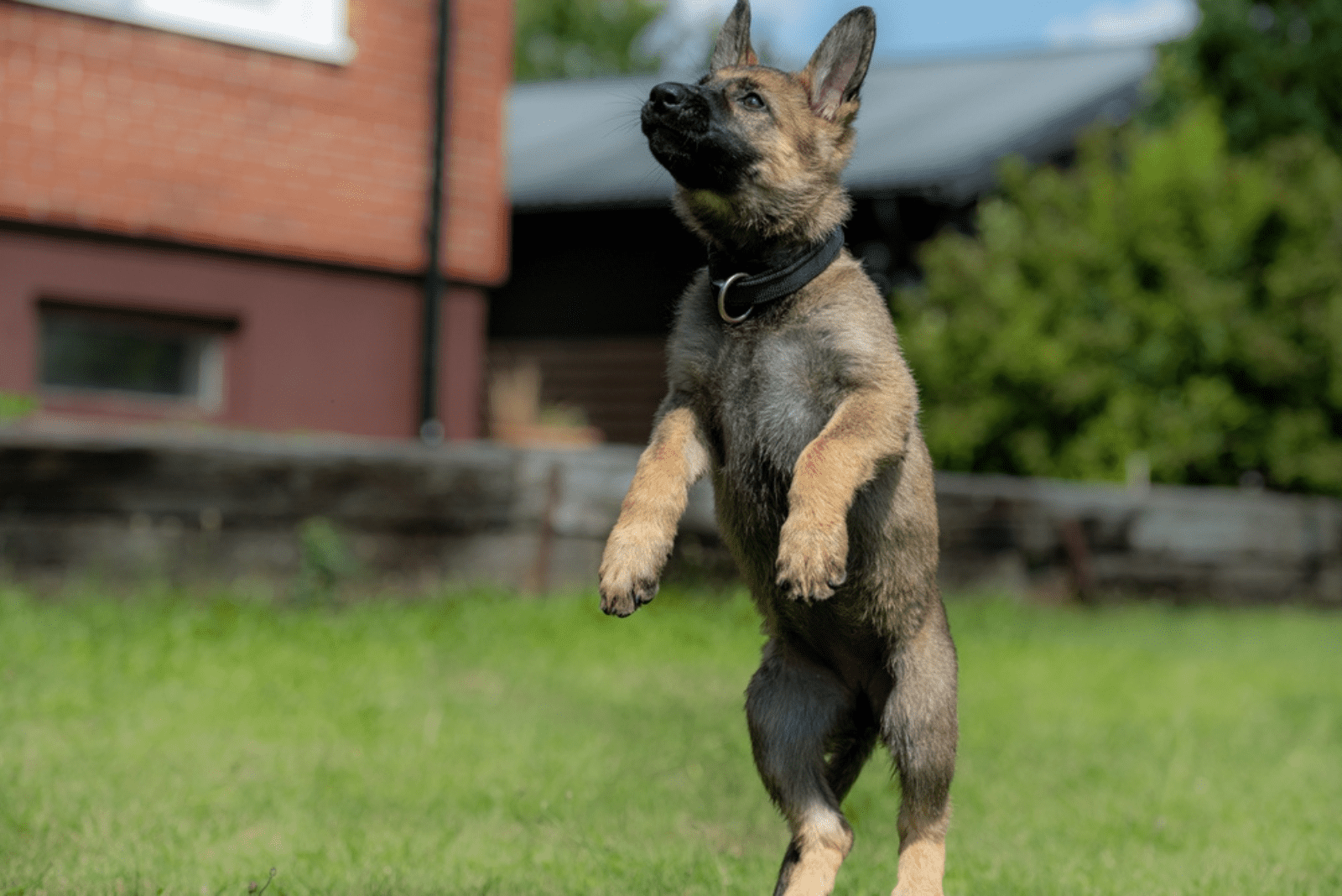 Sable German Shepherd standing on hind legs