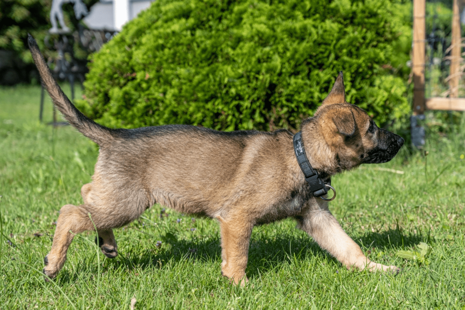 Sable German Shepherd walks in a meadow