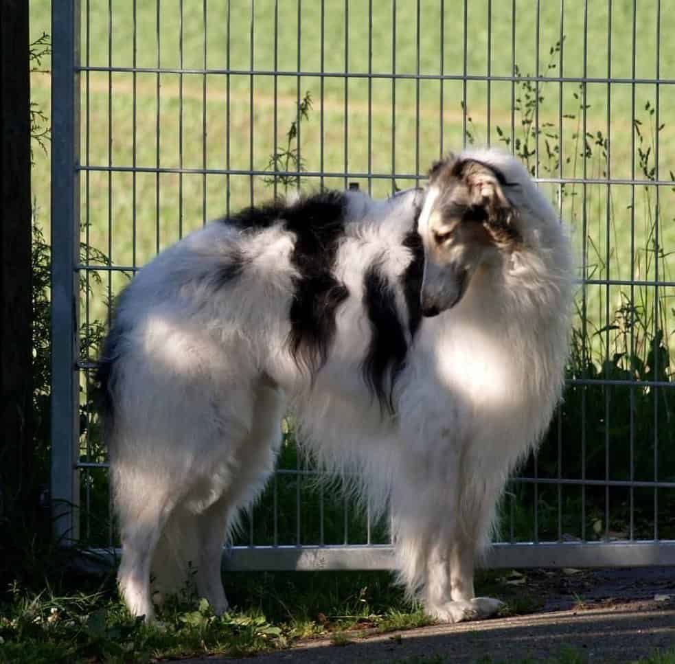 Sable borzoi