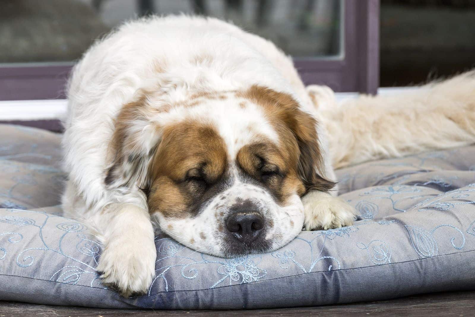 Sad Looking St Bernard Dog