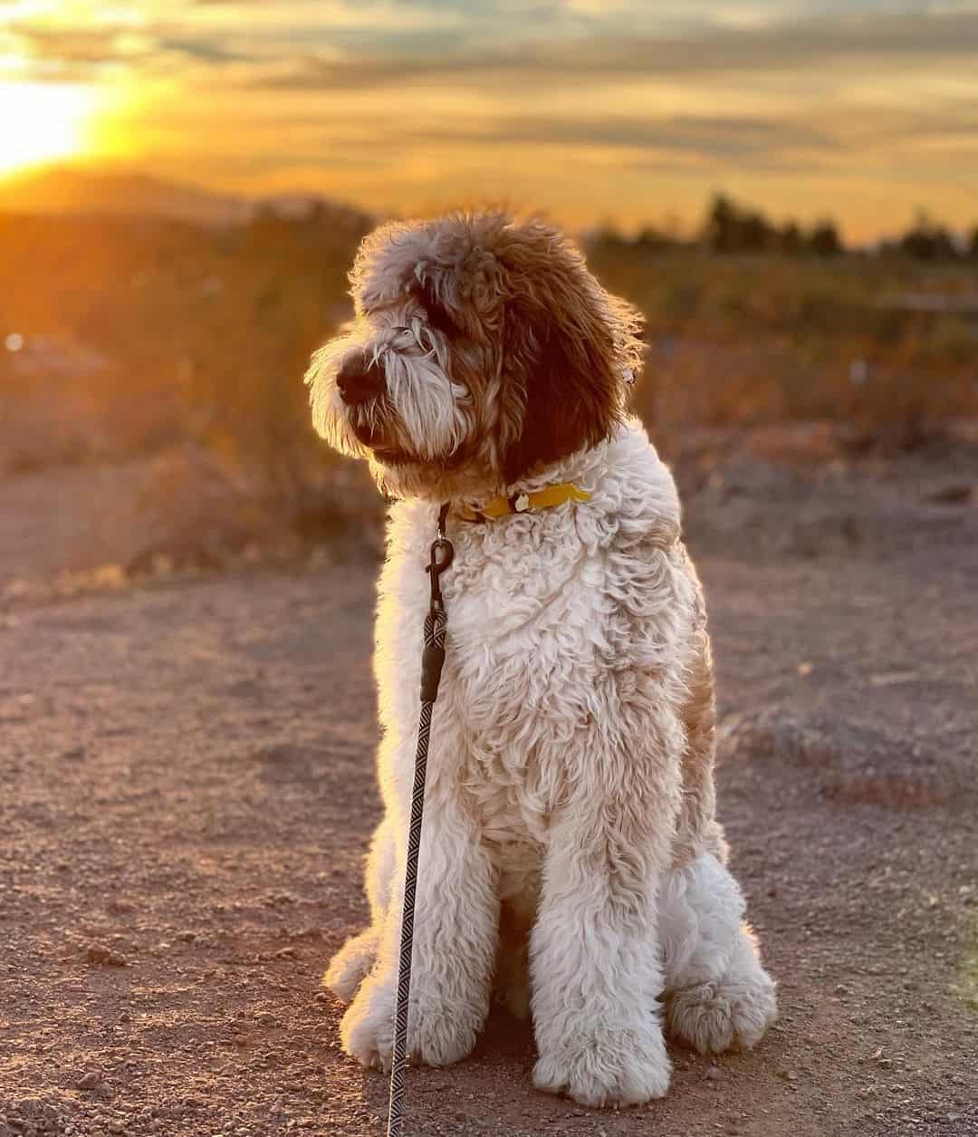 Saint Berdoodle