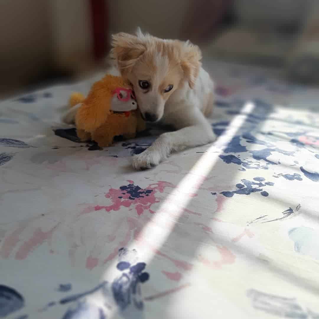 Samoyed Golden Retriever Mix is lying on the bed