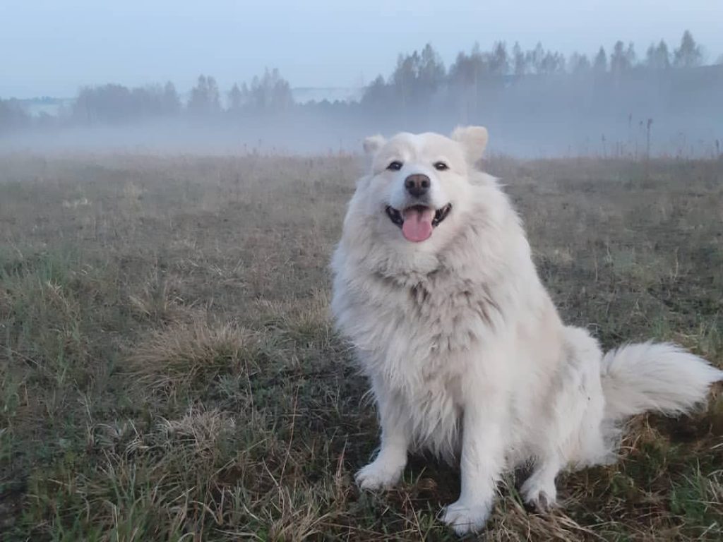 The Samoyed Golden Retriever Mix Facts You Should Know