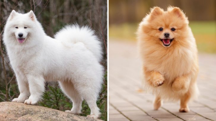 Samoyed Pomeranian Mix: A Cute Hybrid Nobody Can’t Resist