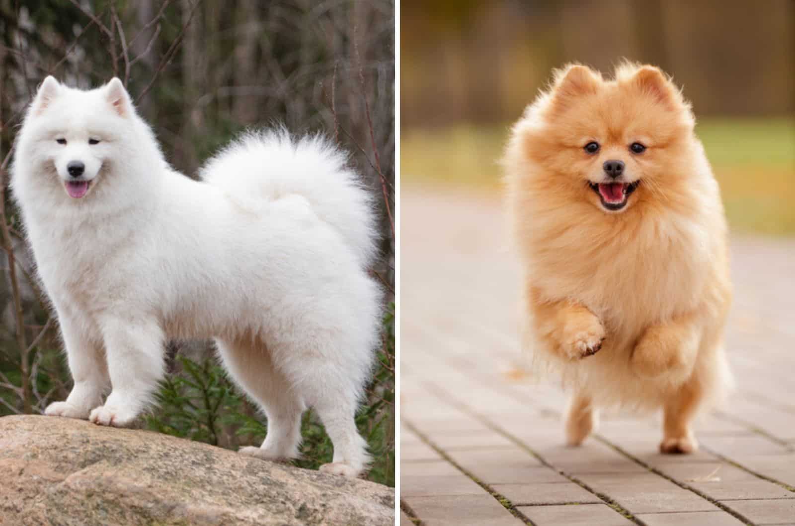 samoyed pomeranian mix