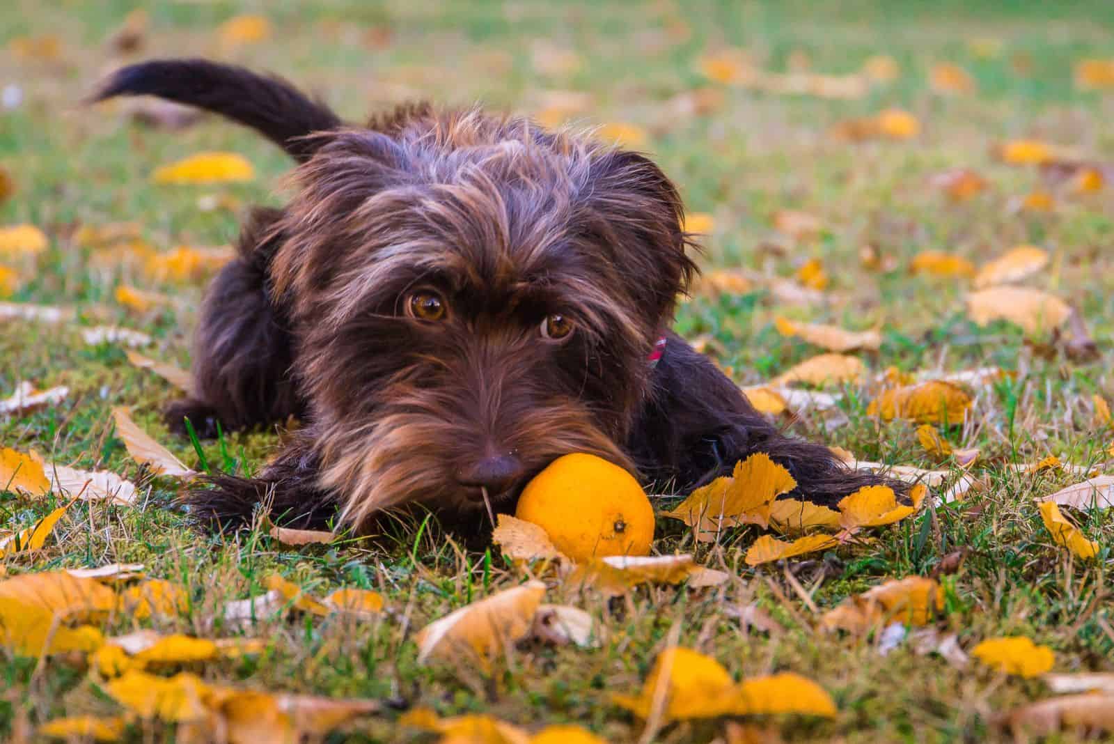 Schnauzer Dachshund Mix lies in the grass and plays with a tangerine