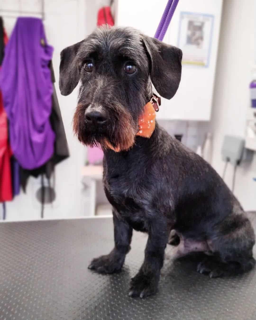 Schnauzer Dachshund Mix sitting on the grooming table