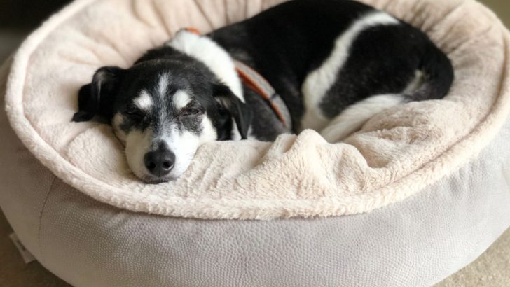 Senior Dog Panting At Night: 14 Reasons & How To Help