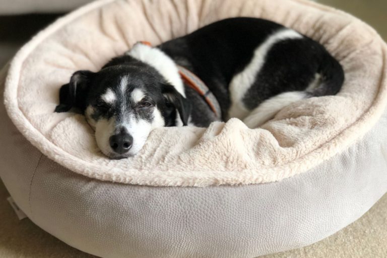 Senior male dog resting in a dog bed