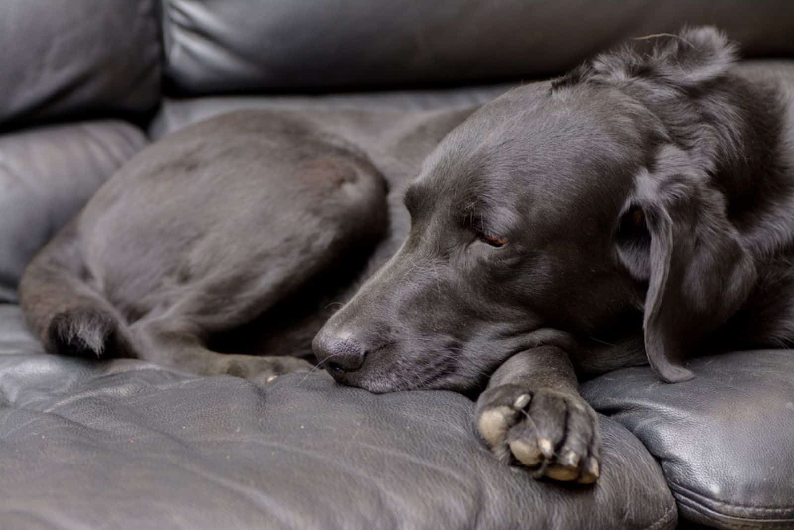 Senior old dog chocolate labrador retriever laying down on bed 