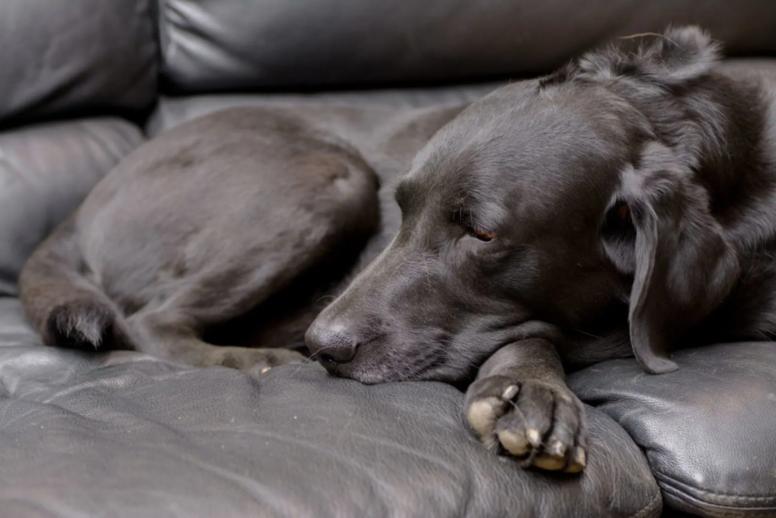 Senior old dog chocolate labrador retriever laying down on bed