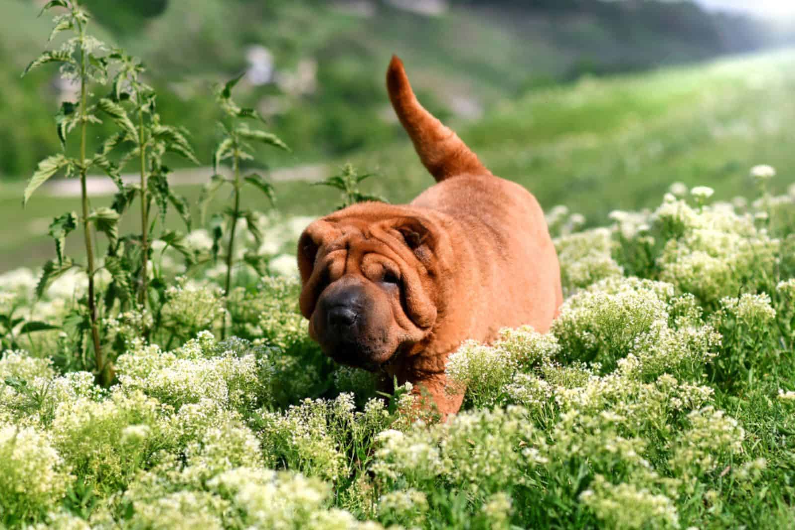Shar Pei dog in a meadow in the mountains