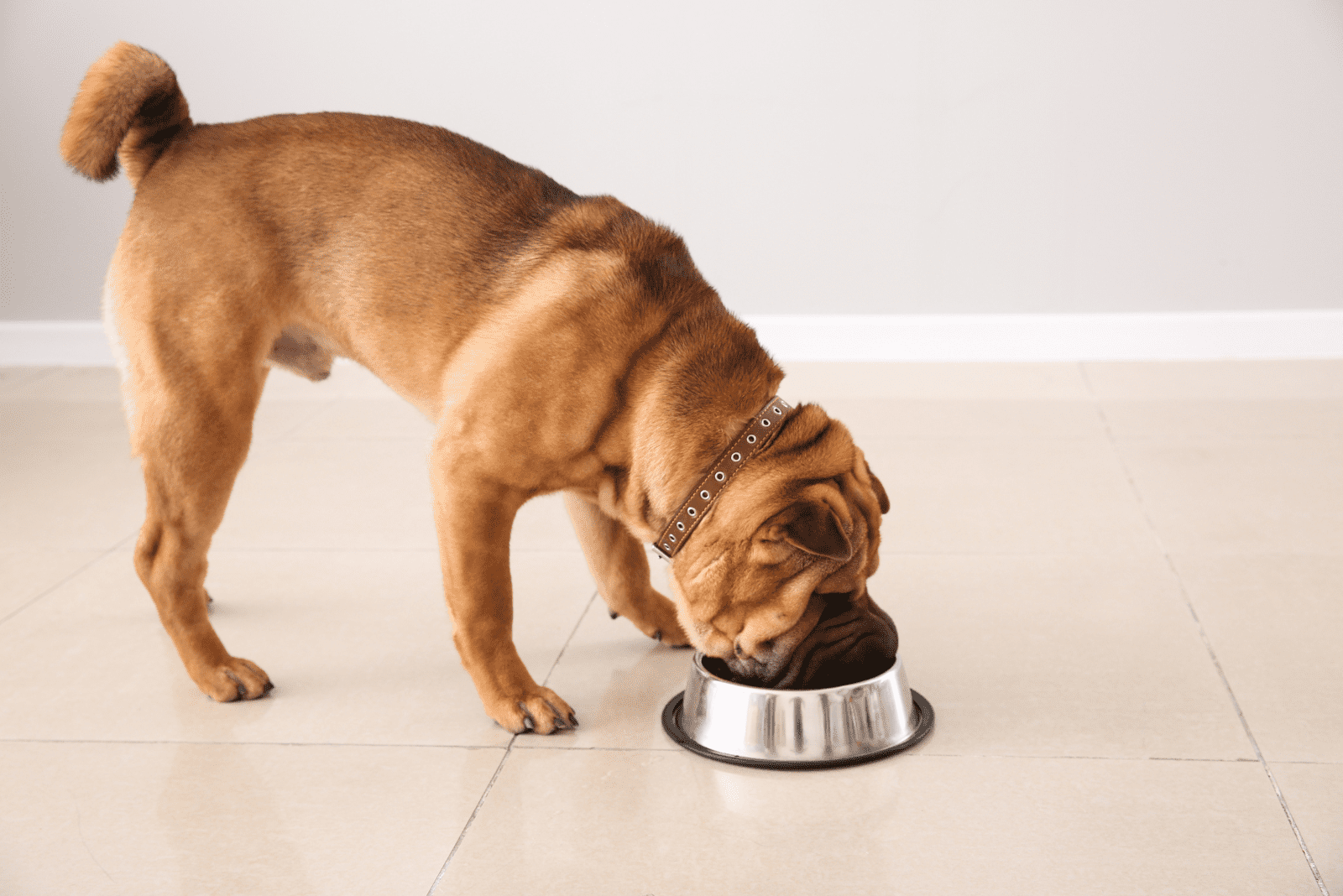 Shar-Pei eats from a bowl