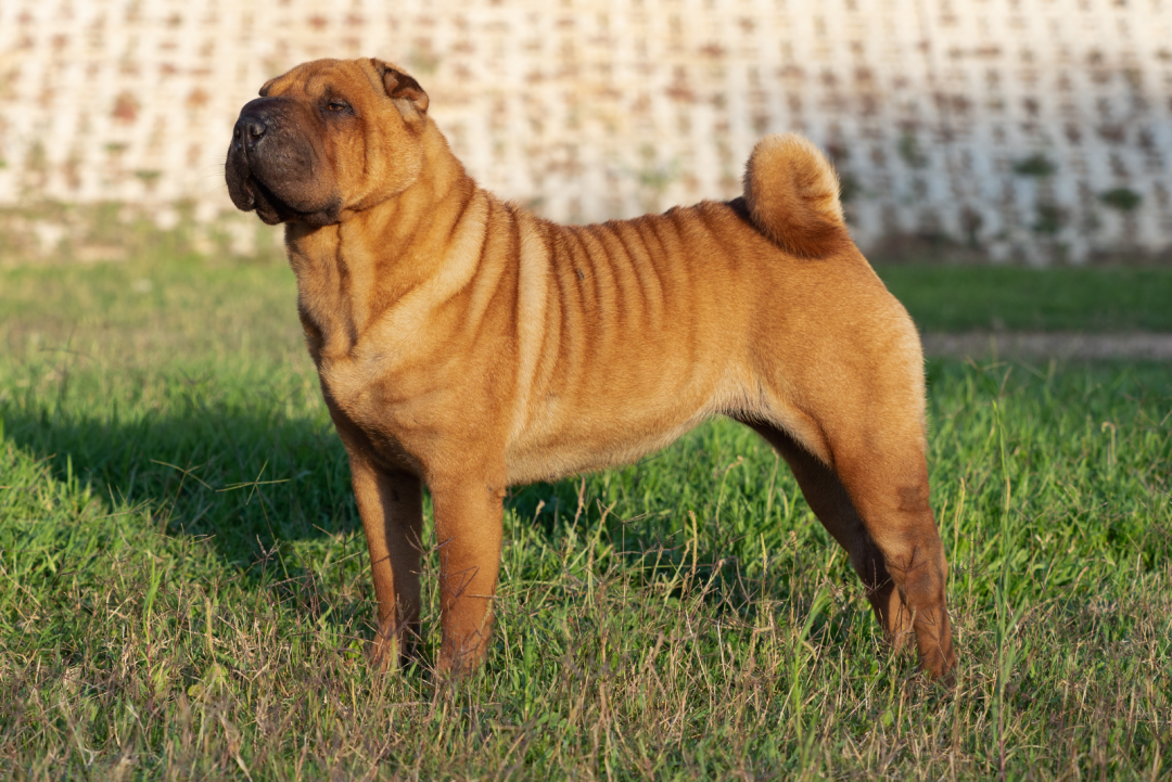 SharPei Growth Chart How Big Does This Breed Really Get?