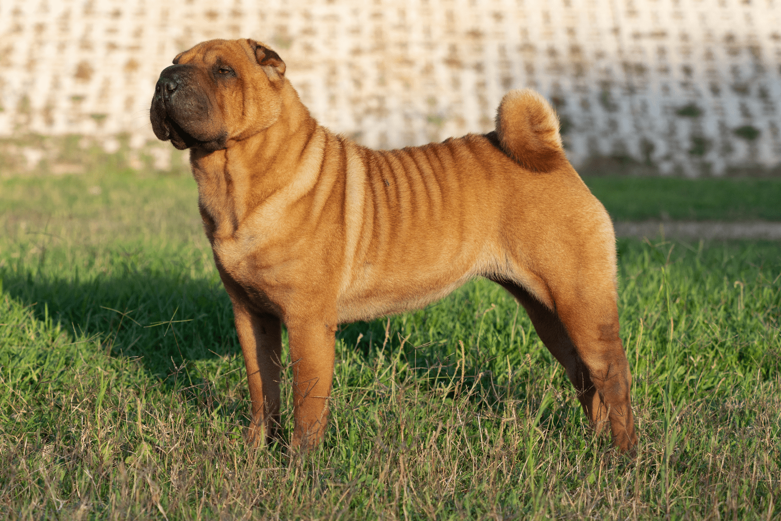 Shar-Pei is standing in the garden