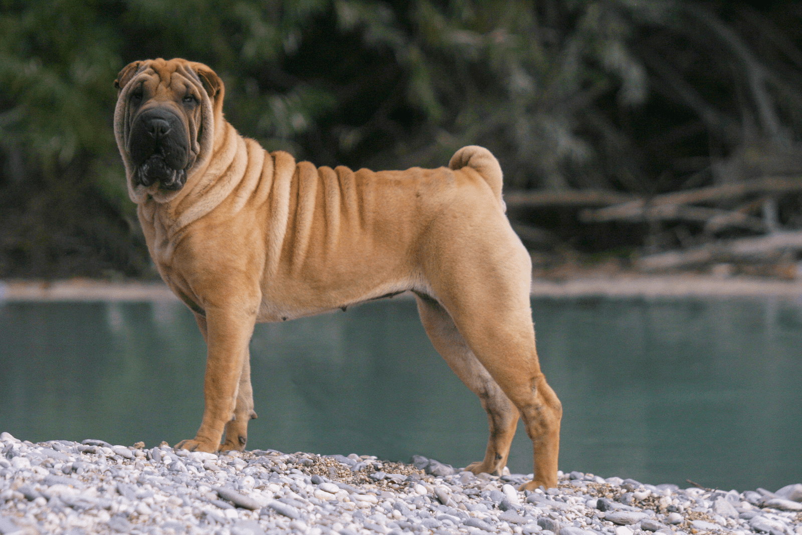 Shar-Pei is standing on a rock by the lake