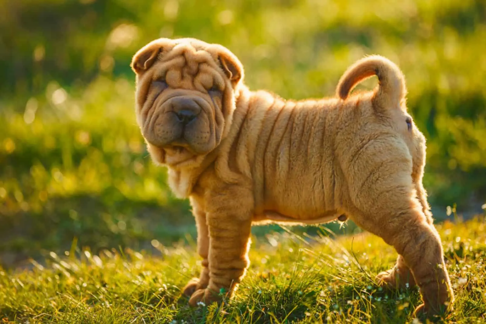 Shar Pei puppy stands on the lawn