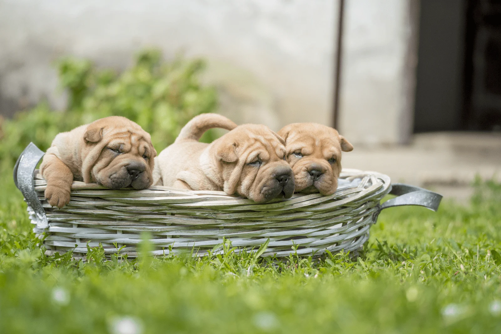 Shar-Peis sleep in a basket