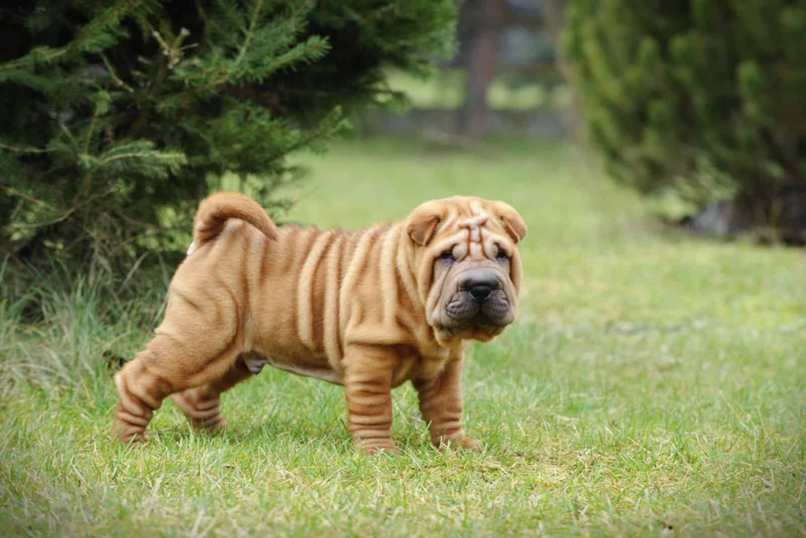 Shar pei puppy in the park standing
