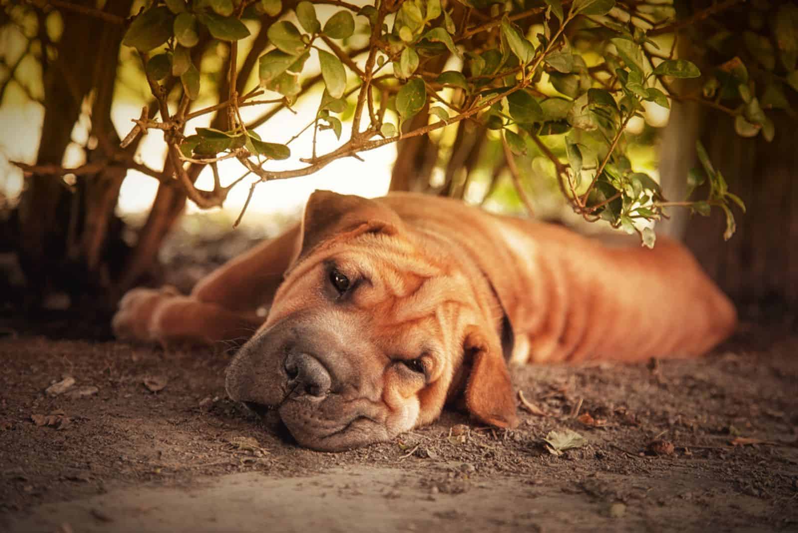 Shar pei tries to rest in the shade of a hedge