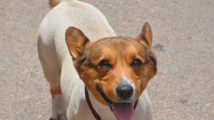 Shaved Corgi: To Buzz Or Not To Buzz, That Is The Question
