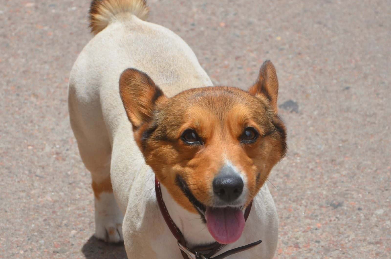 corgi shaved for summer