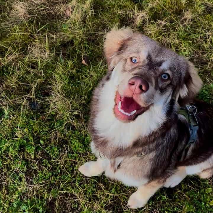 Shepherd Golden Retriever Mix is sitting and looking at the camera