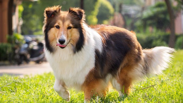 Shetland Sheepdog Breeders: Shelties Looking For A Shelter