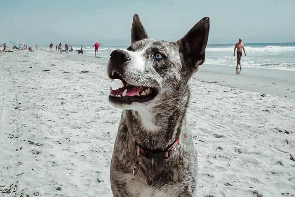 Siberian Husky Catahoula Mix