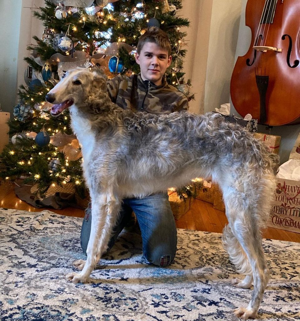 Silver Brindle borzoi