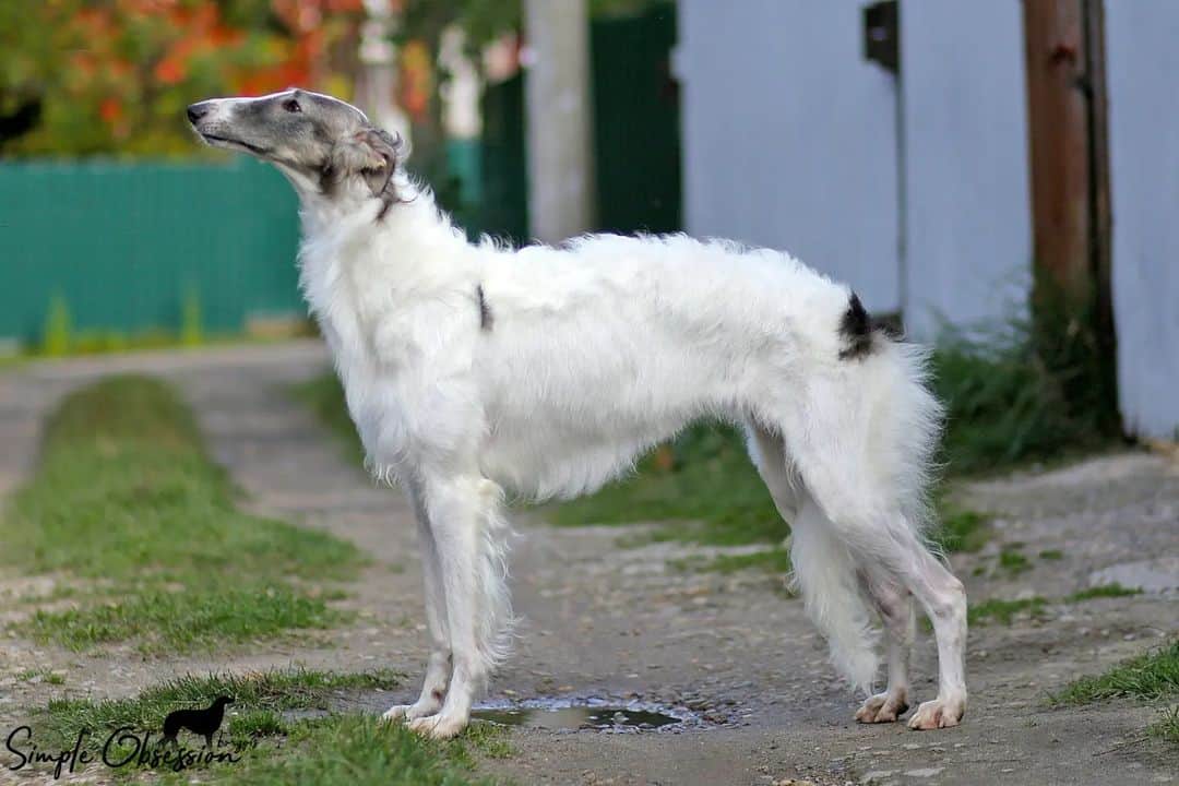 Silver bronzoi