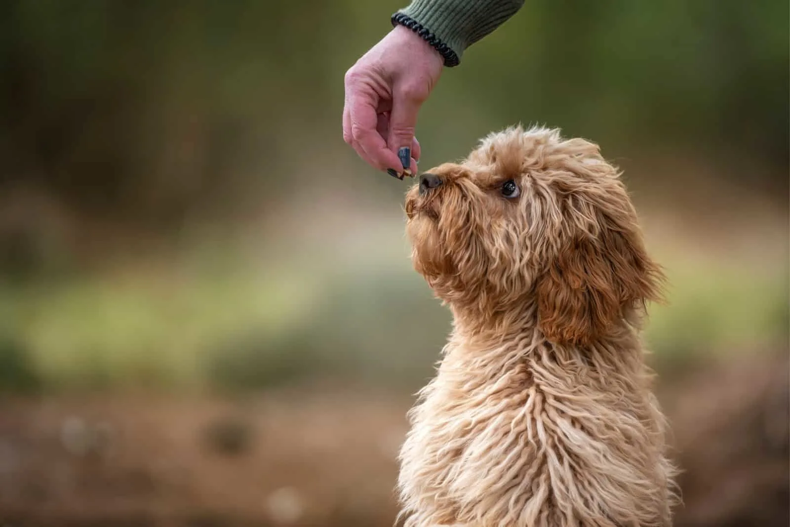 Six month old Cavapoo puppy dog smelling a treat held by her owner