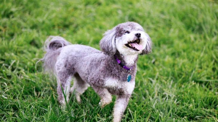 Smallest Poodle Mixes: You’re Gonna Love All 23 Of Them