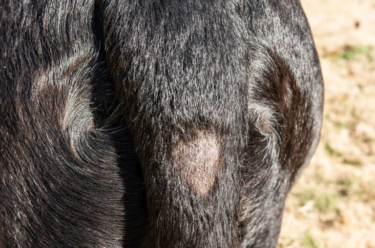 dog with a stud tail