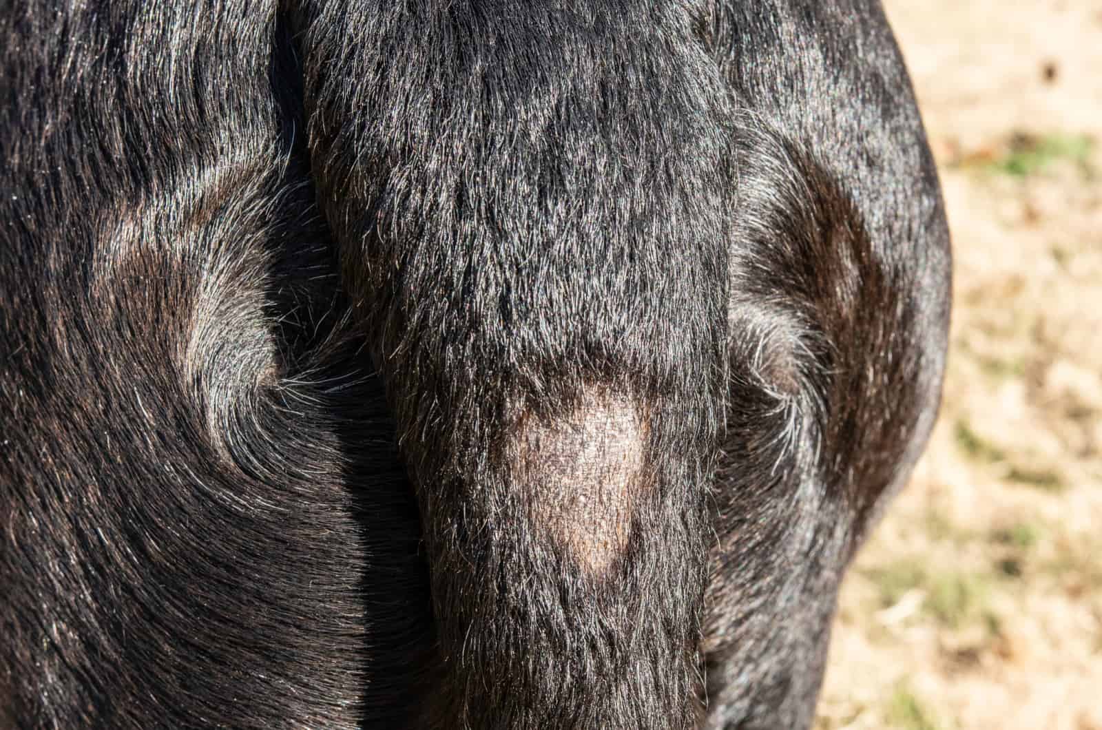 Stud Tail In Dogs: Why Does The Bald Spot Show Up?