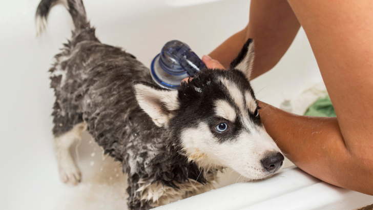 The 10 Healthiest And Best Shampoos For Huskies You Can Find
